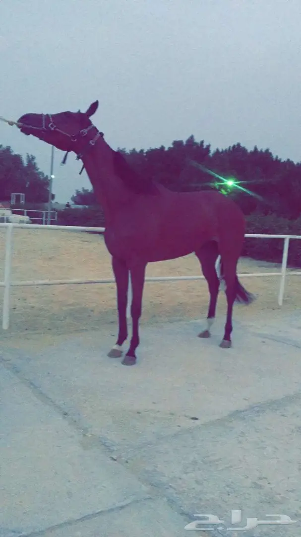 فرس انتاج سباق (image 1)