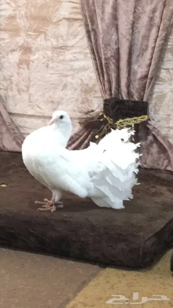 طبه رقاصي هولندي  (image 5)