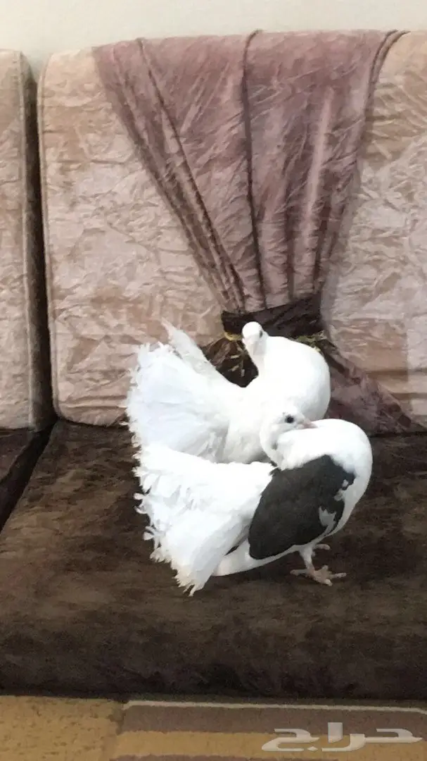 طبه رقاصي هولندي  (image 8)