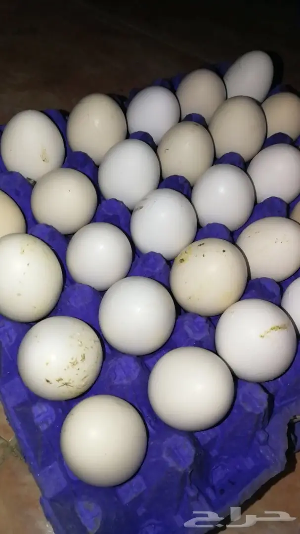 بيض بلدي.  وفومي  (image 1)