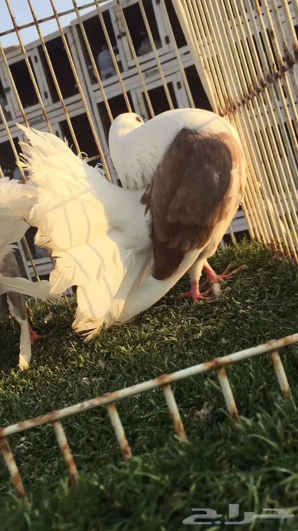 ((جوز رقاص((هولندي مكتف))