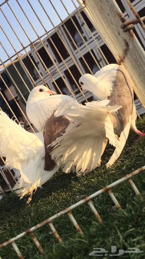 ((جوز رقاص((هولندي مكتف)) (image 1)