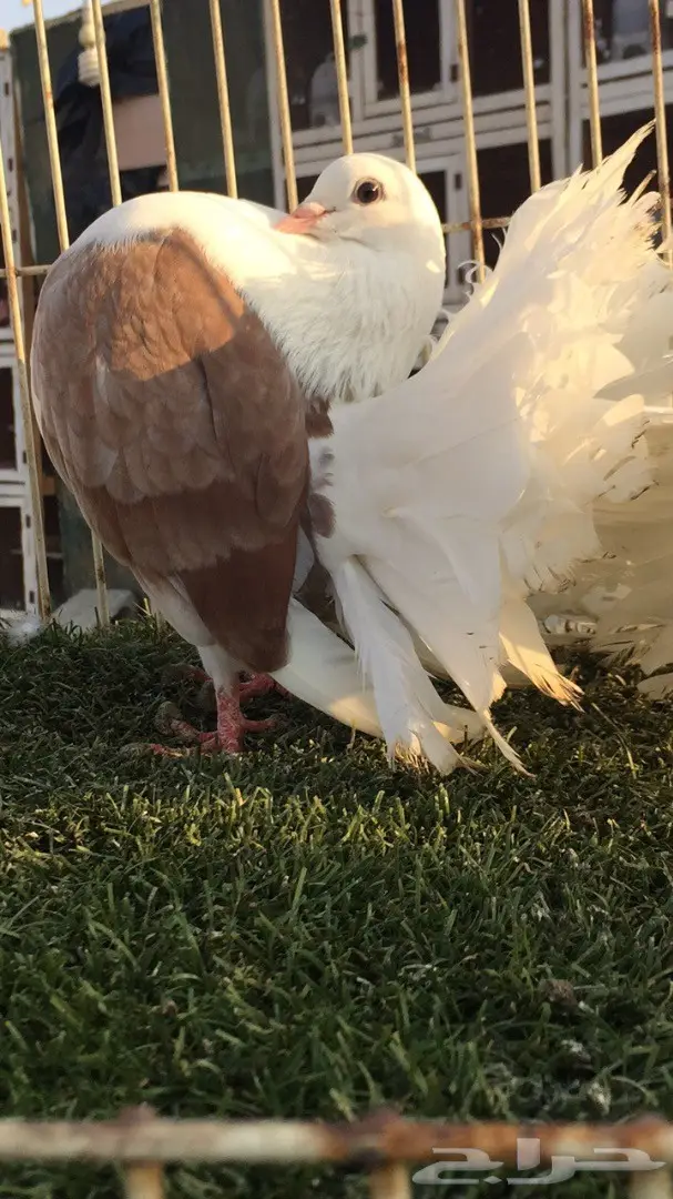 ((جوز رقاص((هولندي مكتف)) (image 2)