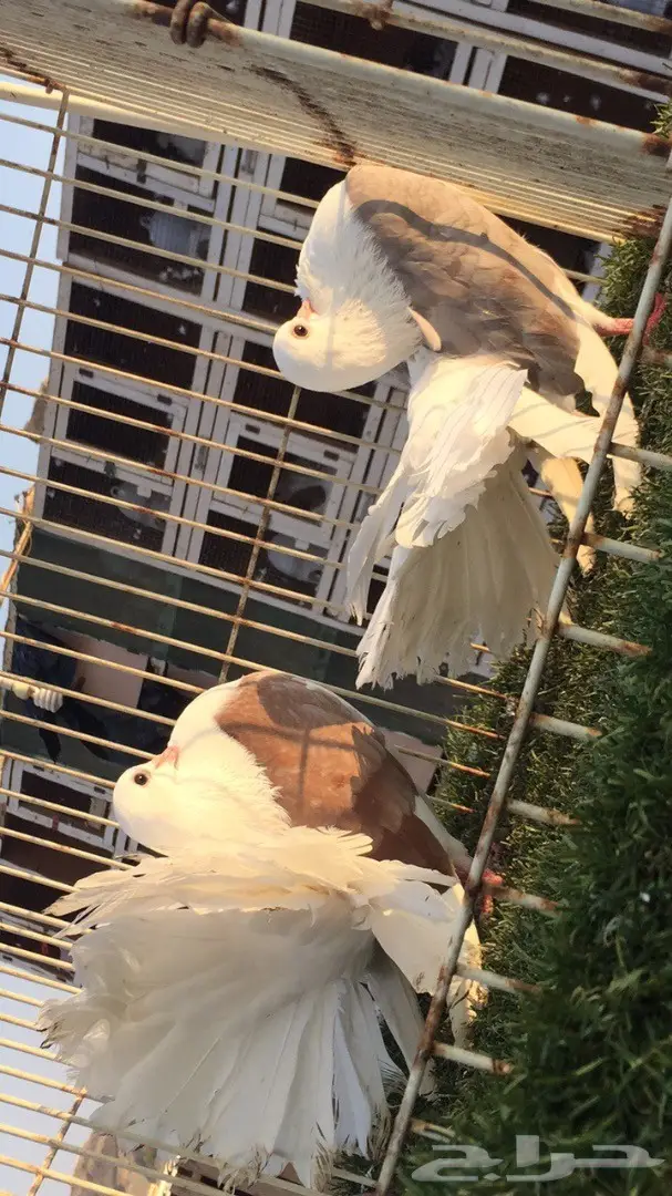 ((جوز رقاص((هولندي مكتف)) (image 3)