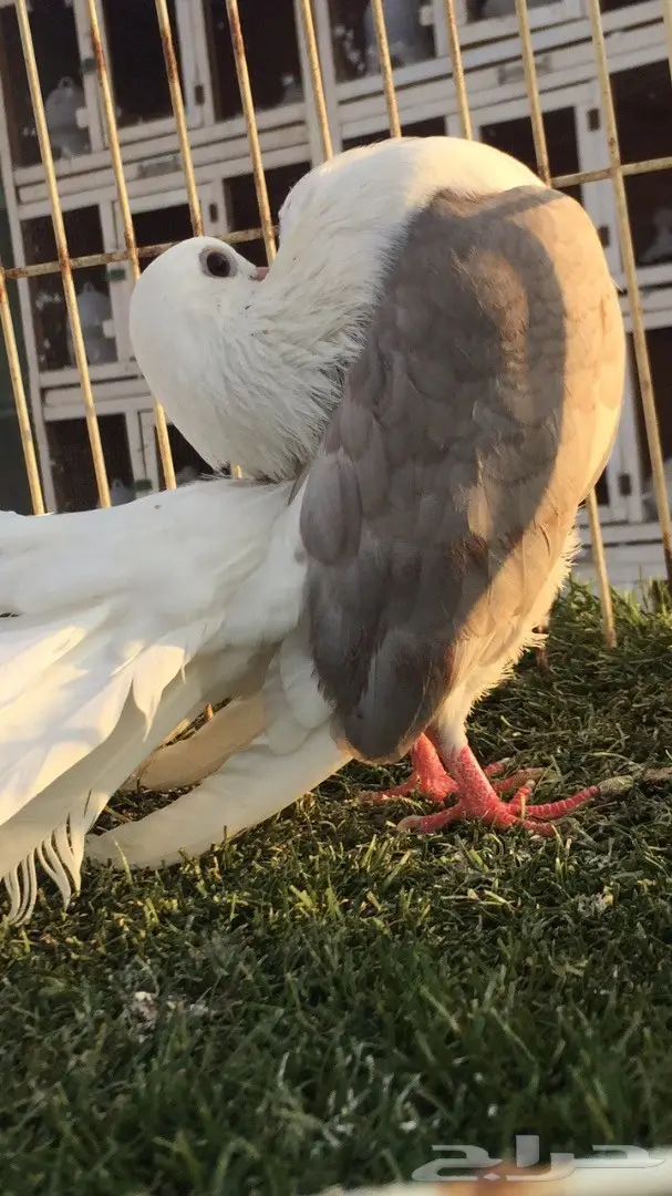 ((جوز رقاص((هولندي مكتف)) (image 4)