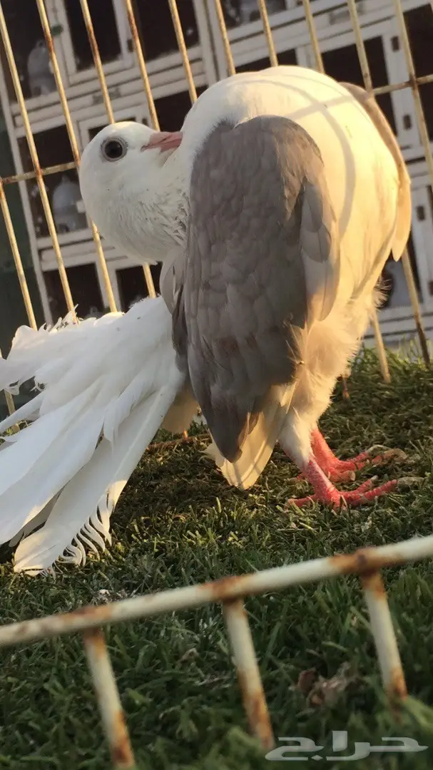 ((جوز رقاص((هولندي مكتف)) (image 5)