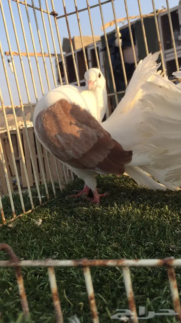 ((جوز رقاص((هولندي مكتف)) (image 6)