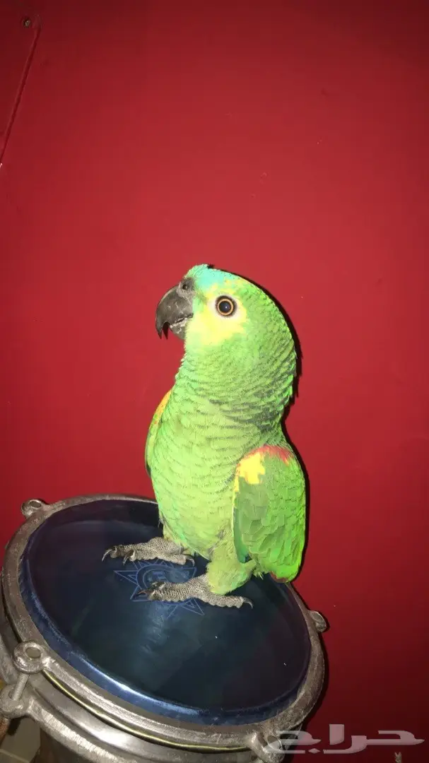 امزوني بلوفرنتد جااكو - فرصة لا تُفوّت! (image 1)