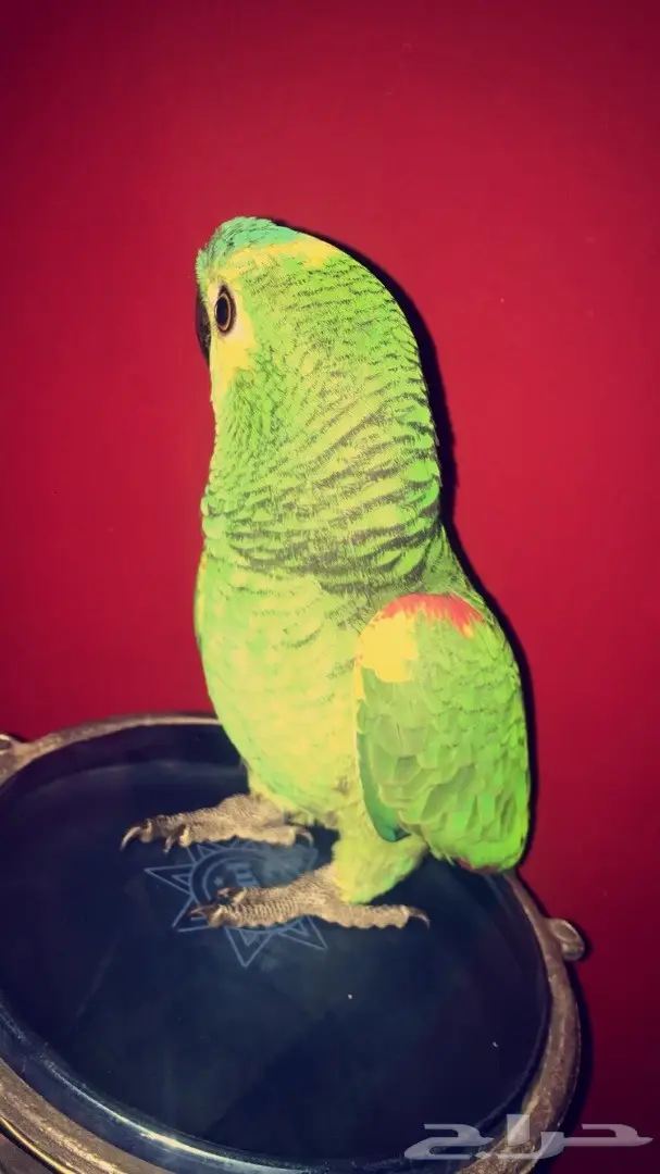 امزوني بلوفرنتد جااكو - فرصة لا تُفوّت! (image 2)