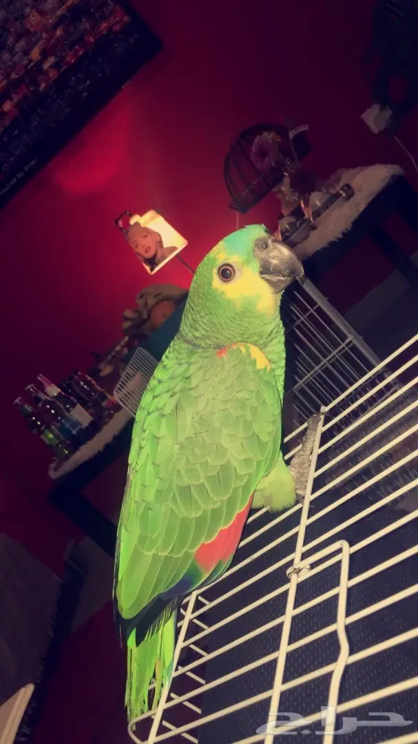 امزوني بلوفرنتد جااكو - فرصة لا تُفوّت! (image 3)