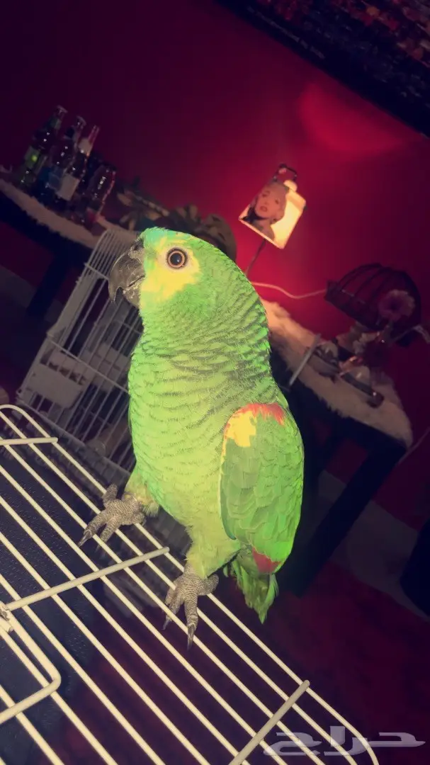 امزوني بلوفرنتد جااكو - فرصة لا تُفوّت! (image 4)