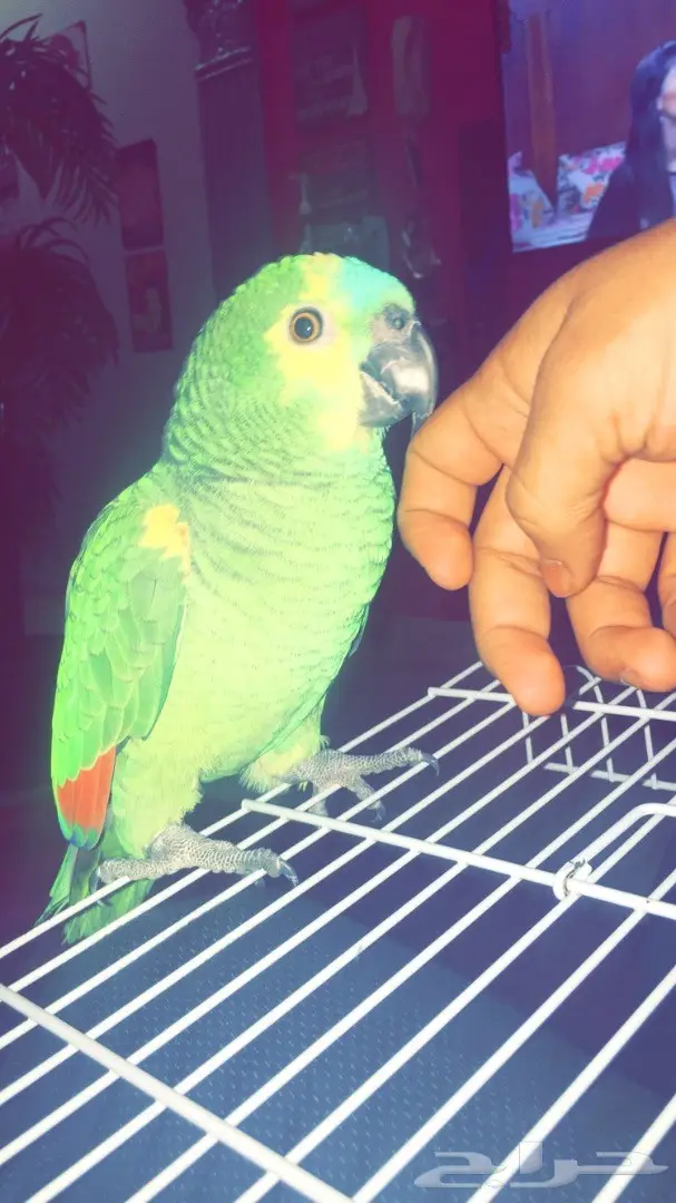 امزوني بلوفرنتد جااكو - فرصة لا تُفوّت! (image 5)