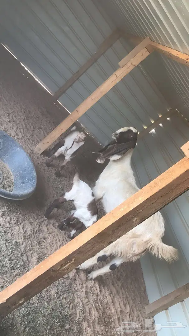 عنز طيبه تابع تيس وجفره