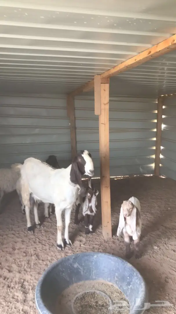 عنز طيبه تابع تيس وجفره (image 1)