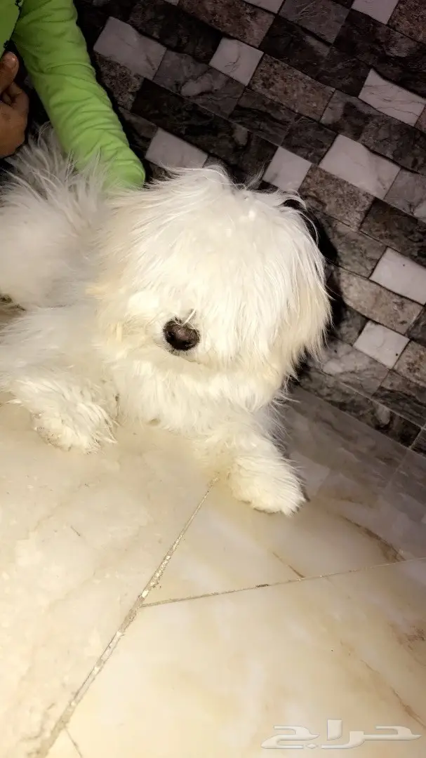 كلبة أنثى مميزة للبيع!