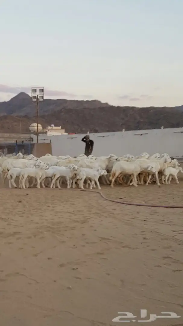 ضان حريه صنف ونادره لاهل النوادر 