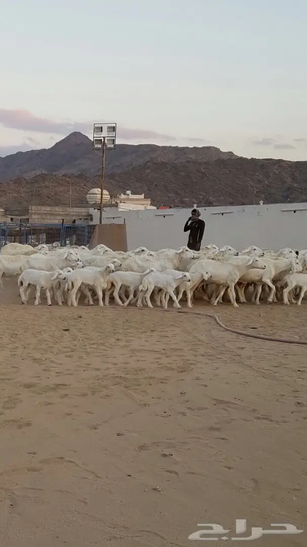 ضان حريه صنف ونادره لاهل النوادر  (image 1)