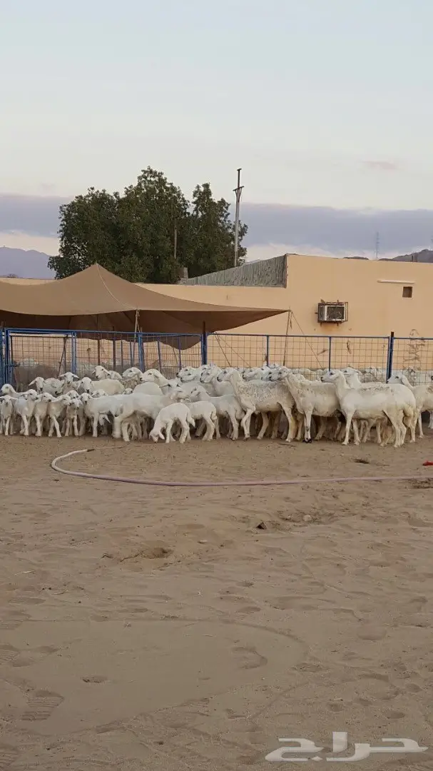 ضان حريه صنف ونادره لاهل النوادر  (image 2)