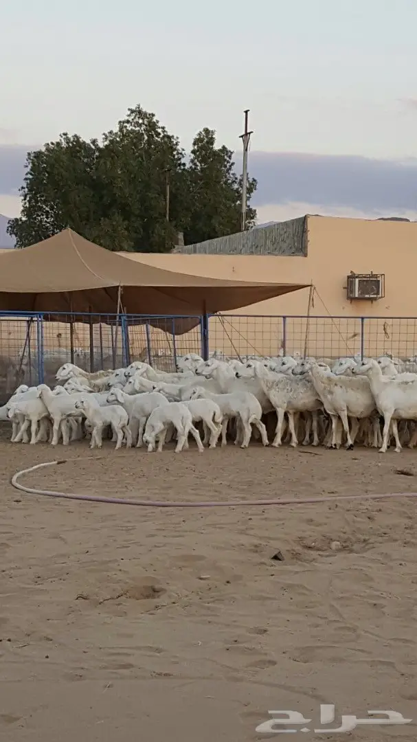 ضان حريه صنف ونادره لاهل النوادر  (image 3)