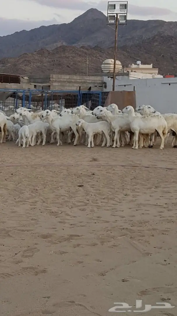 ضان حريه صنف ونادره لاهل النوادر  (image 4)