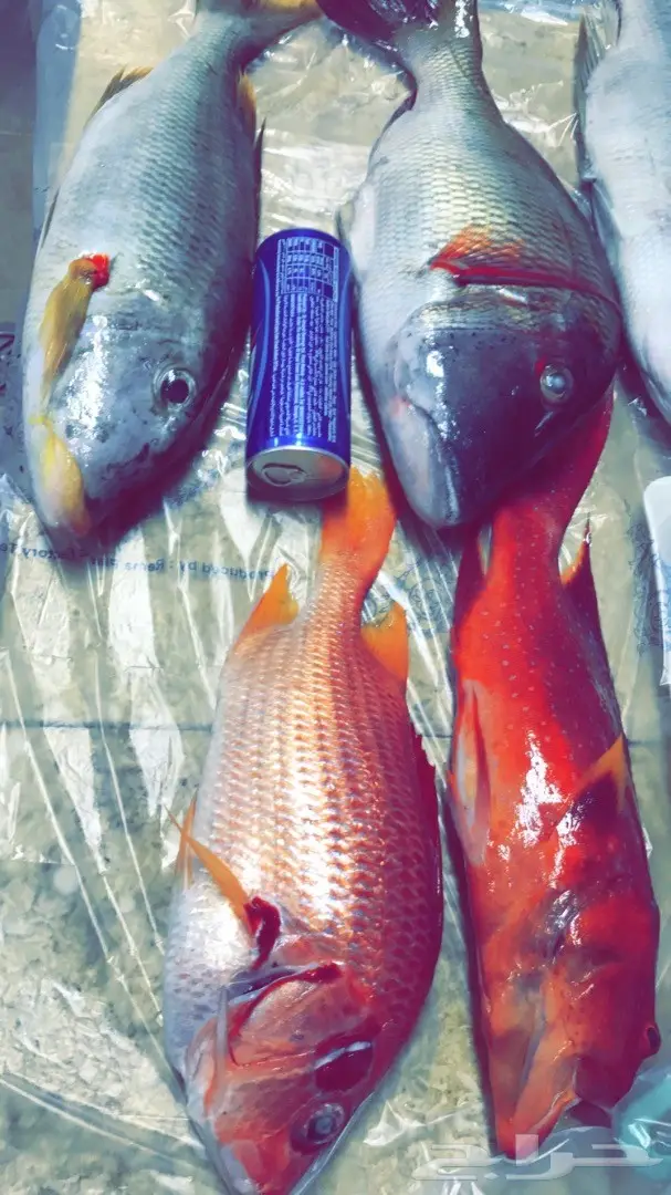 رحلة صيد (image 5)