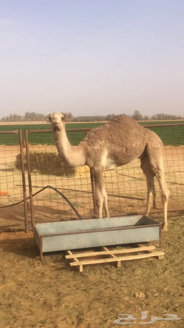 قعود طيب للبيع جاهز للتدريب  (image 1)