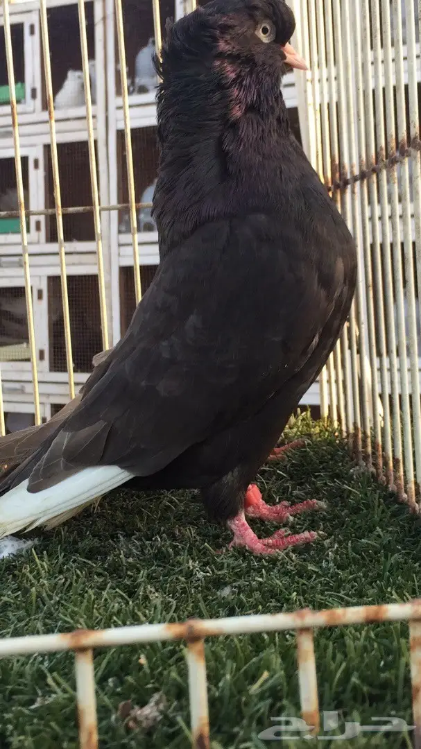 ((جوز دمستك))