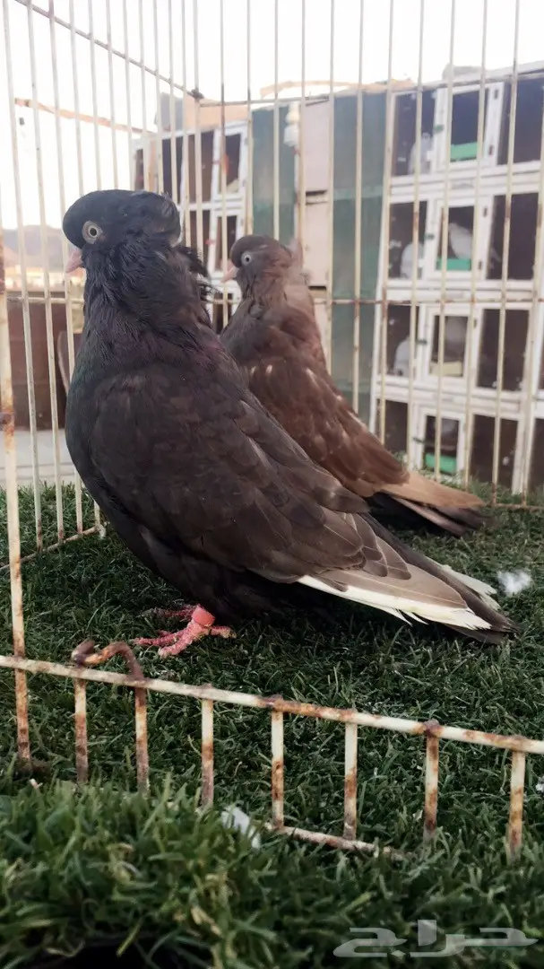 ((جوز دمستك)) (image 1)