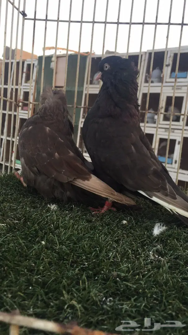 ((جوز دمستك)) (image 2)