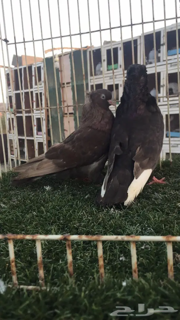 ((جوز دمستك)) (image 3)