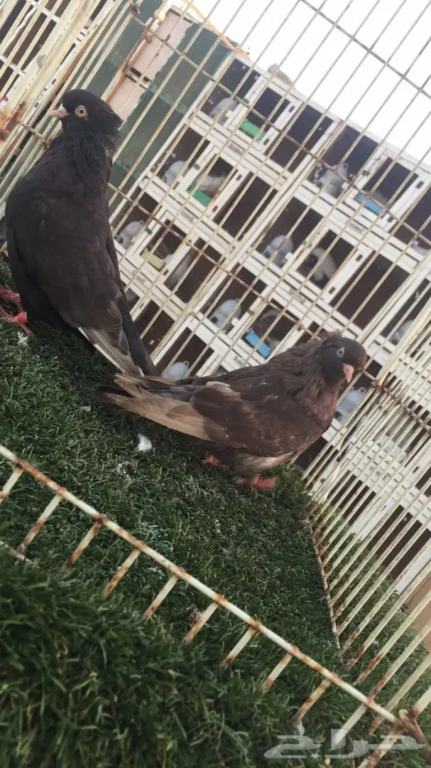 ((جوز دمستك)) (image 4)