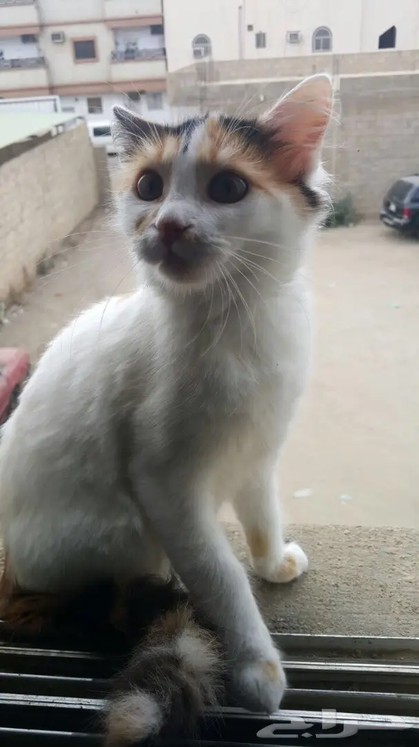 قطتين للبيع