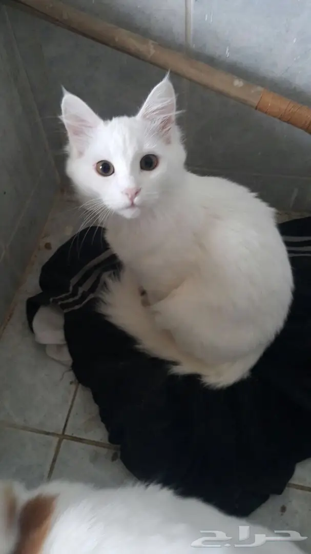 قطتين للبيع (image 1)