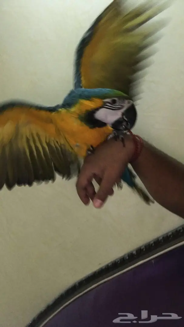 فرخ مميز للبيع - فرخ متكلم! (image 2)