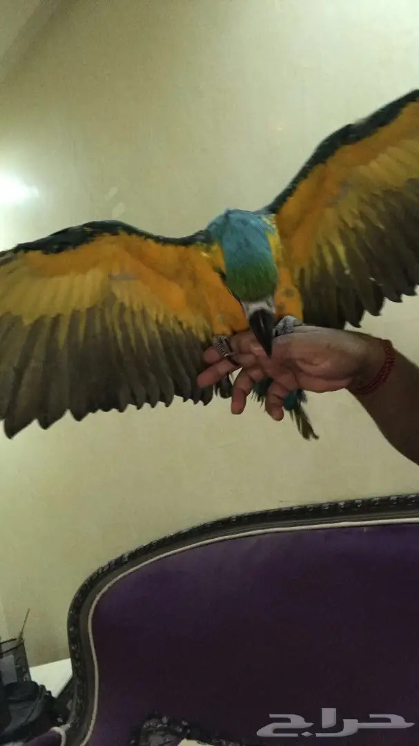 فرخ مميز للبيع - فرخ متكلم! (image 3)