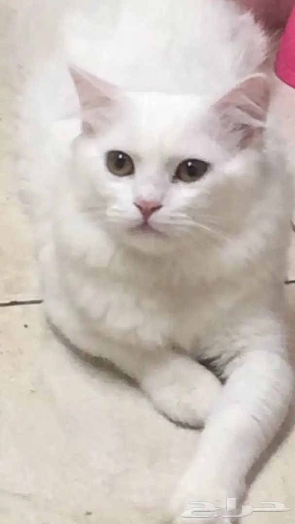 للبيع قطط ذكر وأنث  (image 1)