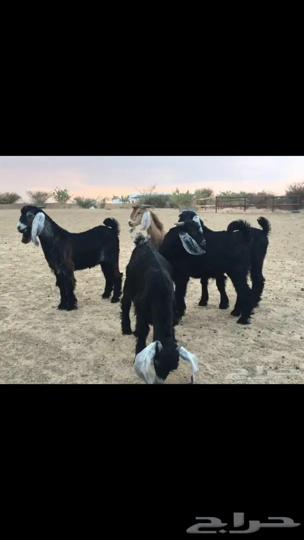 عرض لاصحاب المندي (توفير تيوس )