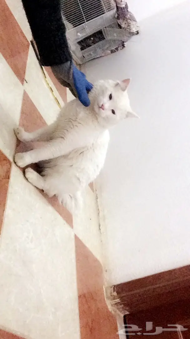 قطه شيرازي للبيع بتبوك  (image 2)