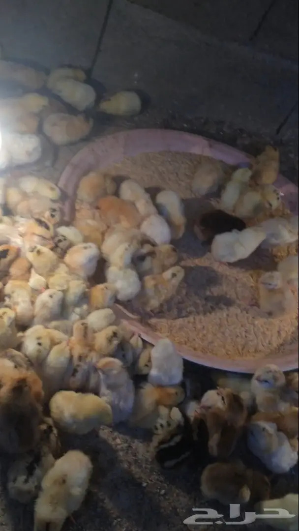 بيض بلدي مخصب  السعر 15 ريال