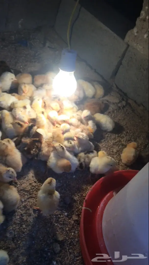 بيض بلدي مخصب  السعر 15 ريال (image 1)