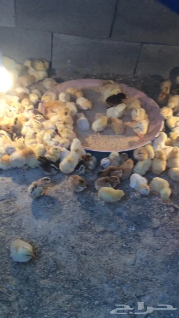 بيض بلدي مخصب  السعر 15 ريال (image 2)