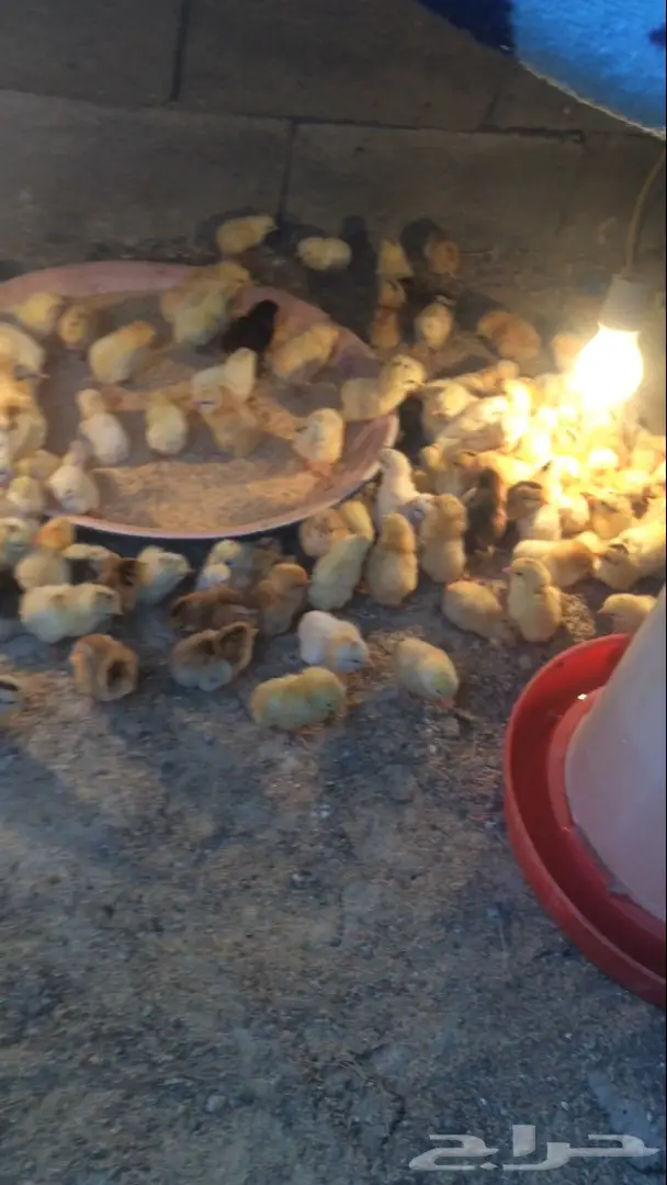 بيض بلدي مخصب  السعر 15 ريال (image 3)