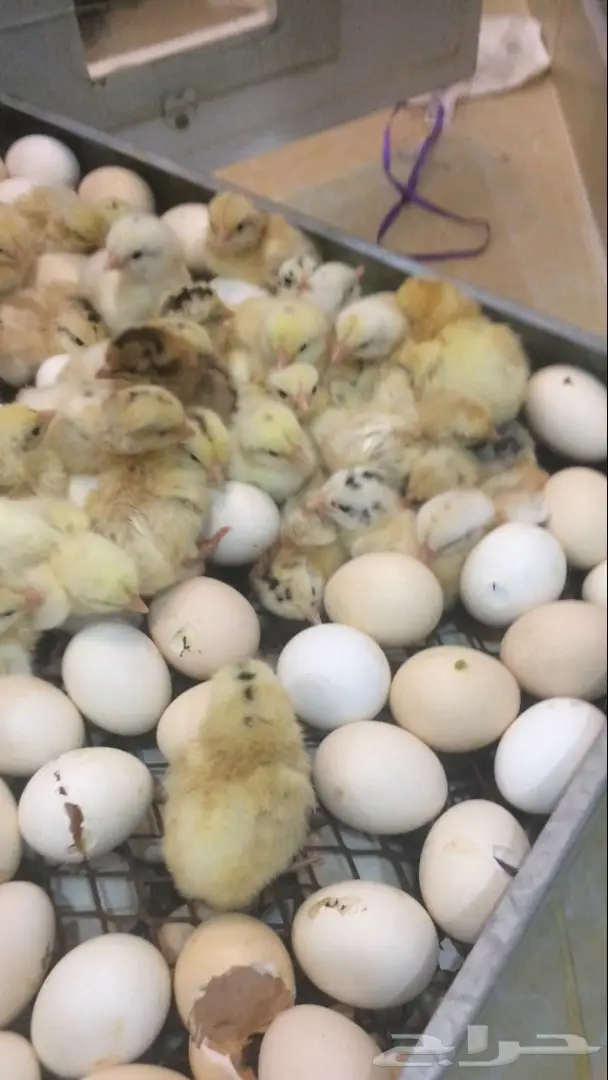 بيض بلدي مخصب  السعر 15 ريال (image 4)
