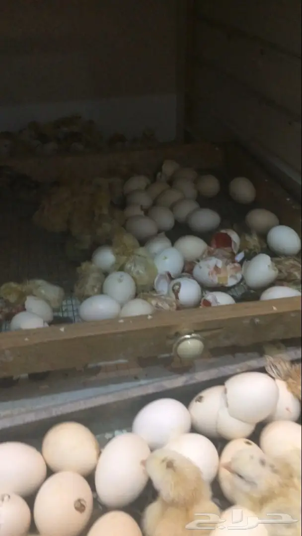 بيض بلدي مخصب  السعر 15 ريال (image 5)