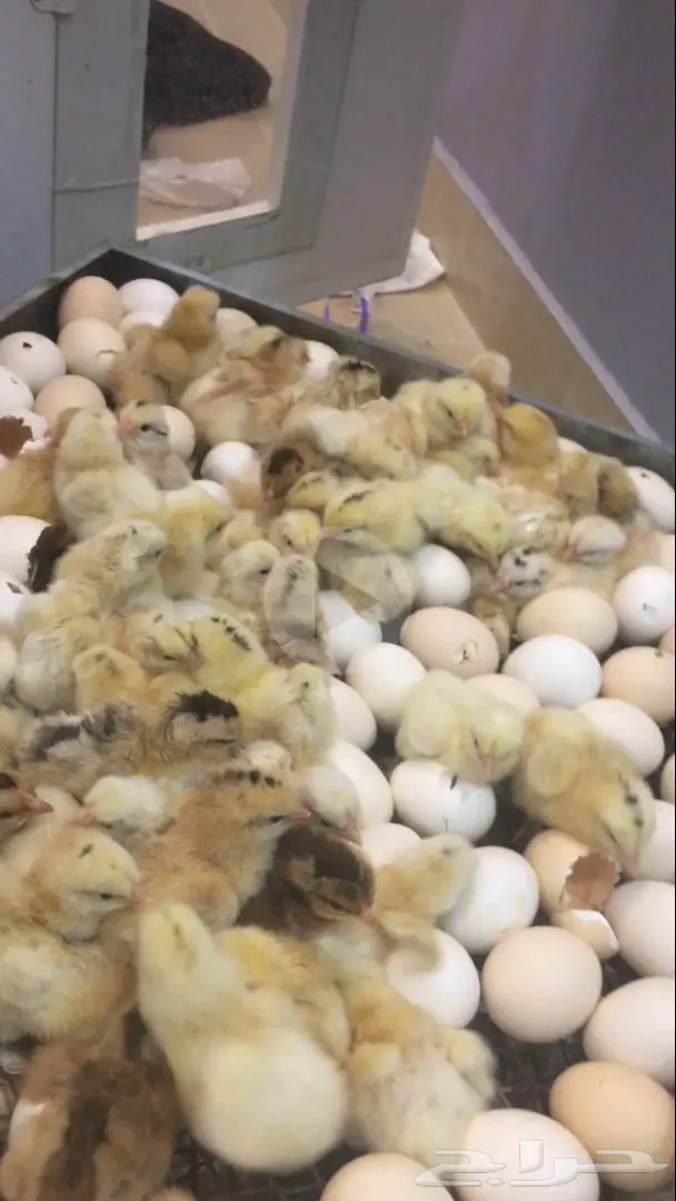 بيض بلدي مخصب  السعر 15 ريال (image 6)