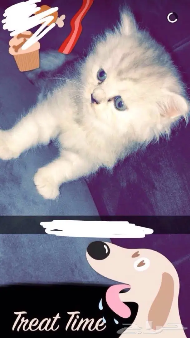 قطه شيرازي.