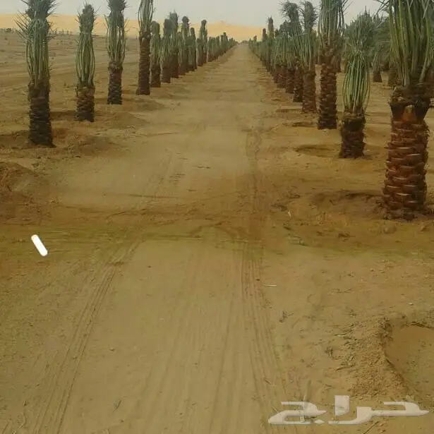 نخيل فروخ ونقايل جميع انواع النخيل