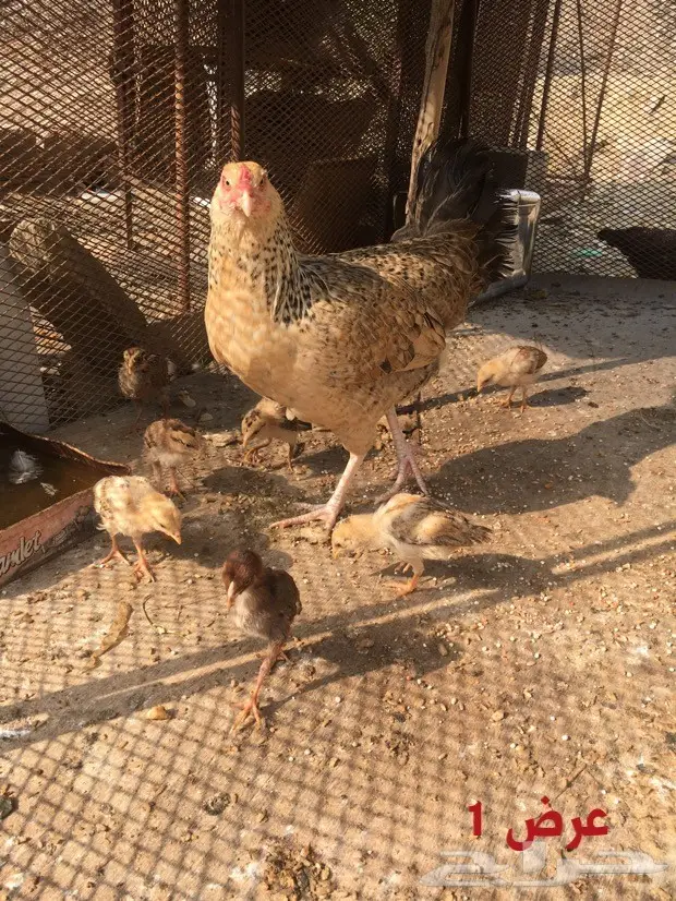 دجاج بفروخها - عروض مميزة! (image 2)