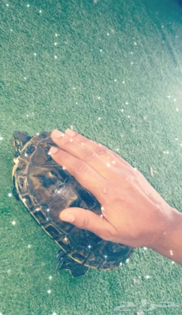 لبيع سلحفاة في الاحساء وبسعر رخيص (image 2)