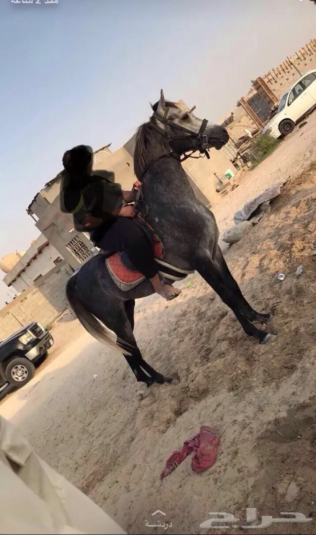 حصان. شعبي (image 1)